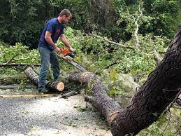 Best Tree Mulching  in Mays Chapel, MD