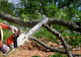 Best Seasonal Cleanup (Spring/Fall)  in Mays Chapel, MD