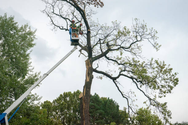 Mays Chapel, MD Tree Removal Company