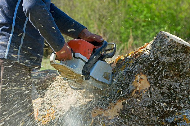 Best Stump Grinding and Removal  in Mays Chapel, MD